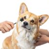 KALIONE Dog Tear Comb Stain Remover Double Sided Pet-5