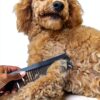 Chicago Comb Carbon Fiber Pet Comb for Dogs and Beards-2