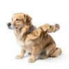 DAOGUAUNG Dog Combs Bamboo Material Gentle Grooming Two Size-2