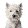 DAOGUAUNG Dog Combs Bamboo Material Gentle Grooming Two Size-4