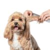 Dog Comb BEVTEE Stainless Steel Grooming Set-4