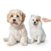 Dog Comb BEVTEE Stainless Steel Grooming Set-5