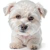 Petora Dog Eye Comb Stainless Steel-3